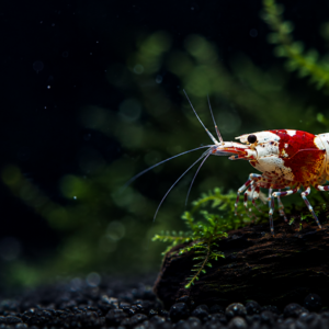 Crystal red PRL